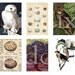 Birds, Eggs, Trees and other nature images in 1.25 x 1.875 inches for large bamboo tiles and more -- piddix digital collage sheet no. 427