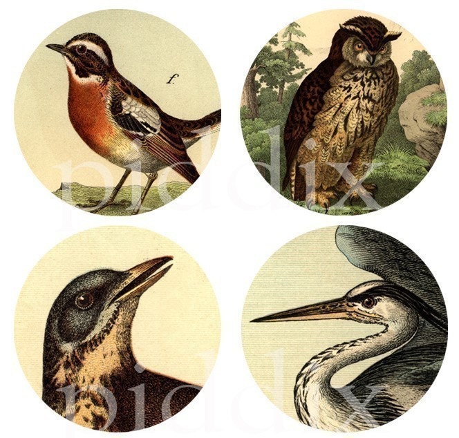 Vintage Bird and Owl Engravings in 1-inch Circles One for bottle caps and more -- piddix digital collage sheet no. 316
