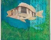 Plectropoma - Limited Edition 8X10