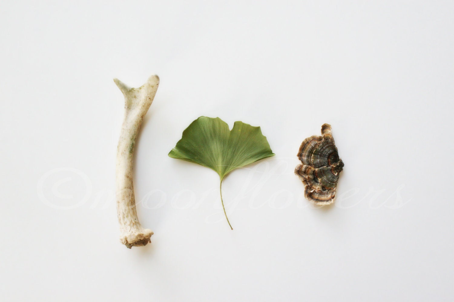 Three Kingdoms: Animalia, Plantae, Fungi. 8x10 Nature Fine Art Photograph. Antler, Ginkgo Leaf, Mushroom