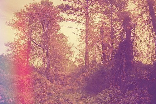 blackberry vines print 8x12