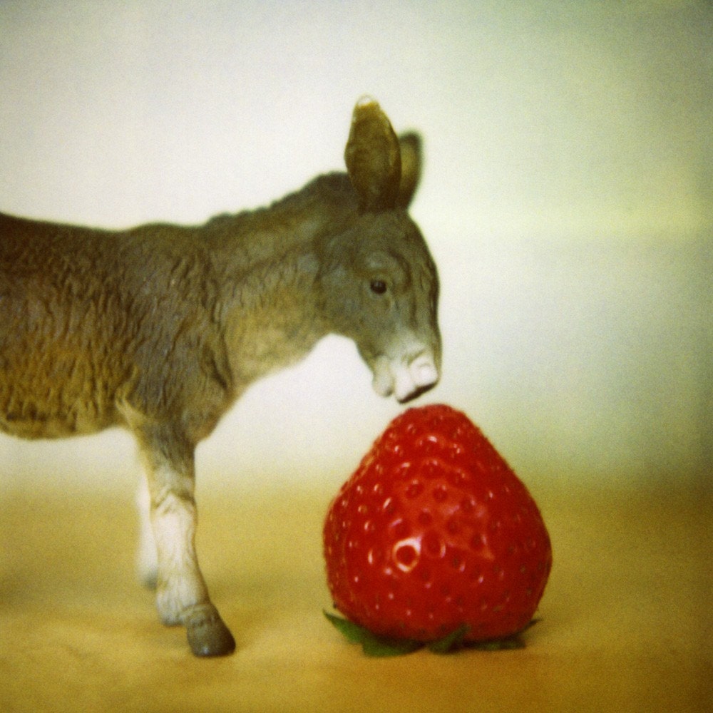 Donkey and Berry - 6x6 print
