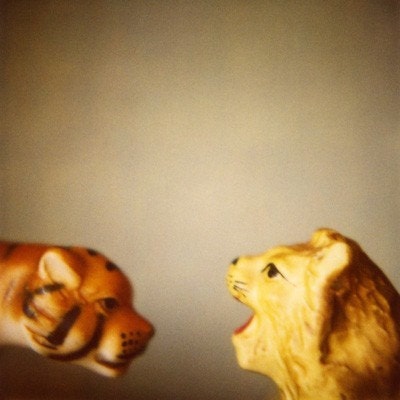 Lion and Tiger 6x6 Print