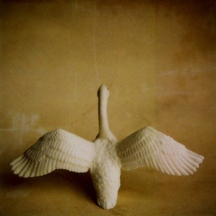 Swan print