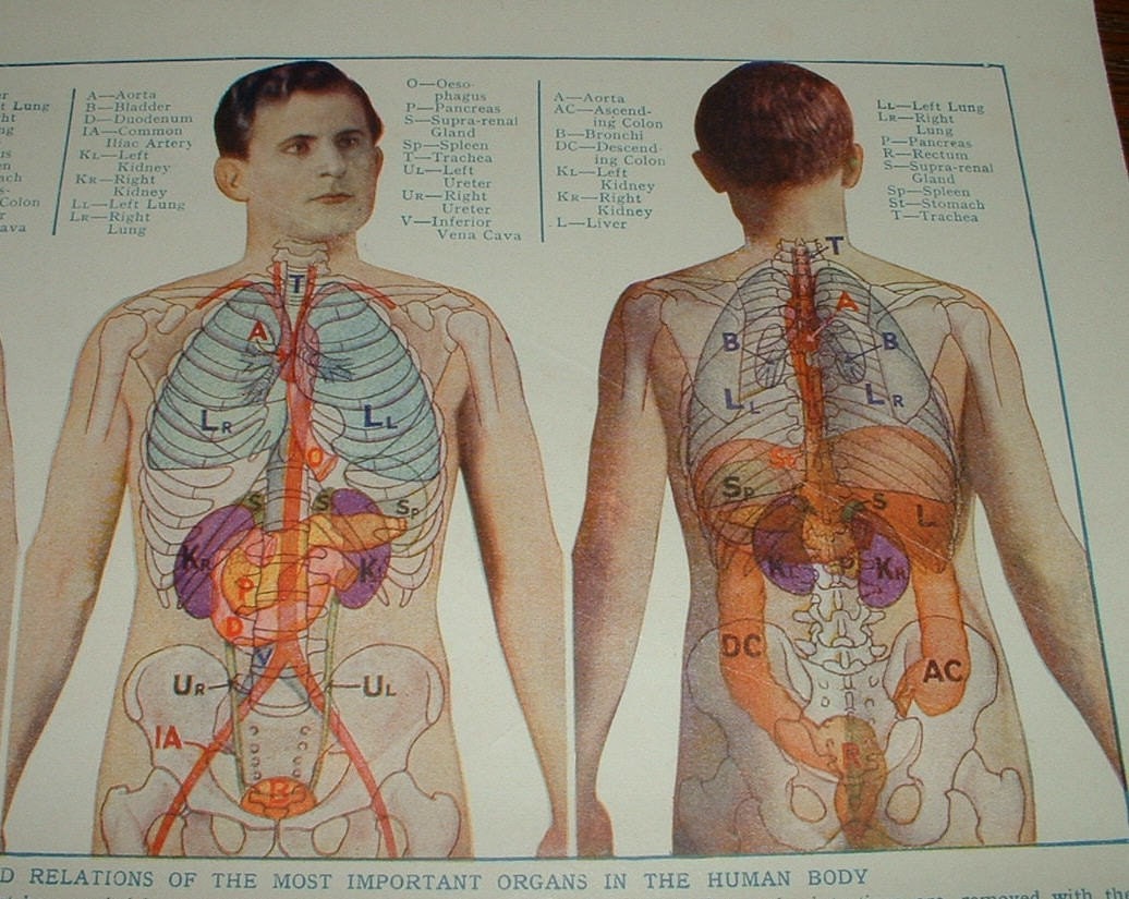 human anatomy positions