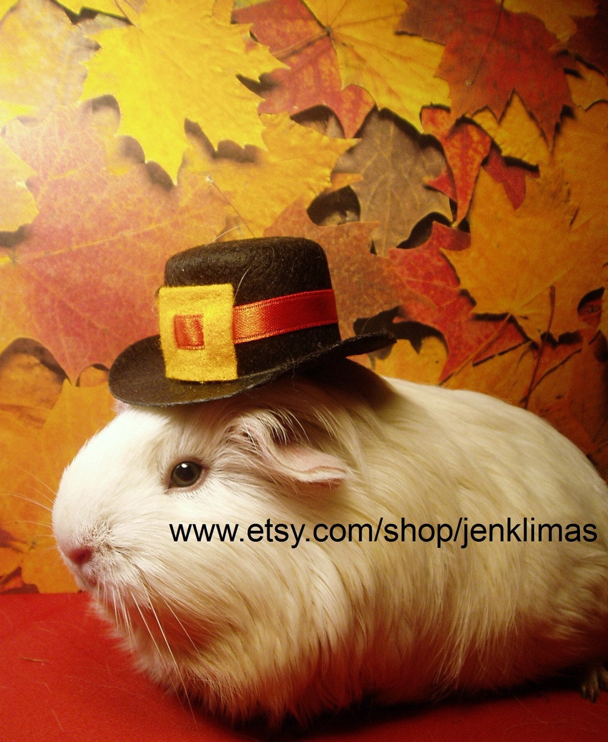 Fluffy Guinea Pigs