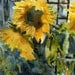 Sunflower watercolor, mustard yellow petals home decor