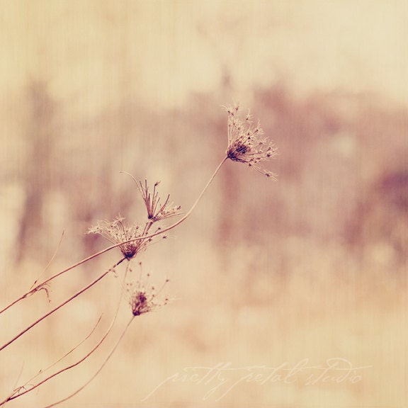 Fine Art Photograph, Winter Queen Anne's Lace, Woodland Photo, Subtle, Golden Brown Texture, Spindly, Autumn, Home Decor . Square 8x8 Print