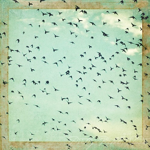 Flock of Birds Flying in the Sky . Clouds . Sky Blue . Soft Tones . Abstract Fine Art Photograph . 8x8 Square Print