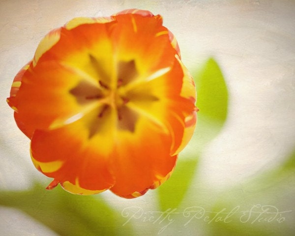 Floral Fine Art Photograph, Orange Tulip Flower, Vibrant, Green Tones, Macro Art, Garden, Spring Season . 8x10 Print