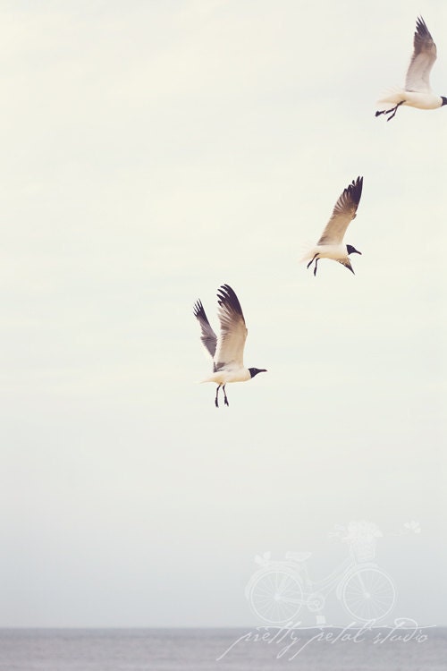 Fine Art Photograph, Seagulls Flying Over the Ocean, Birds, Wings, Beach Art,  Minimalism, Cool Tones, 4x6 Print