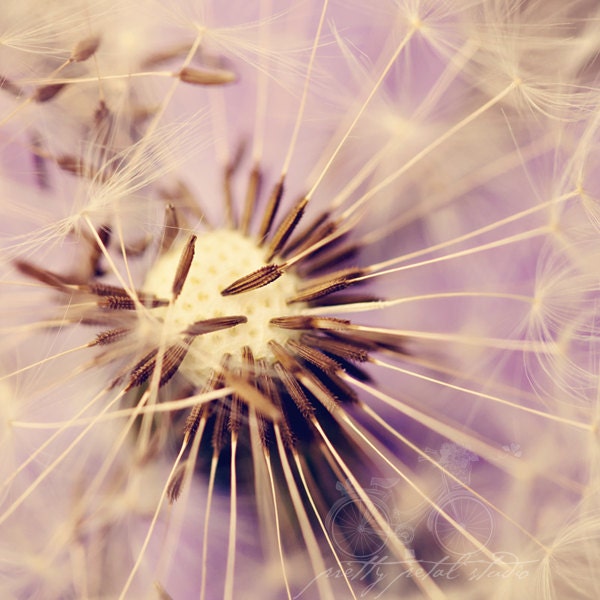 Floral Fine Art Photograph, Macro Print, Romantic Dandelion, Close Up, Lavender, Purple, Puce, Summer Flower, Wishes, Square 8x8 Photo