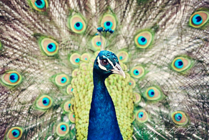 Fine Art Photograph, Colorful Peacock,  Feathers, Colorful, Sapphire Blue, Sage Green, Bird Lover, Wall Art, Home Decor, Fancy,  4x6 Print
