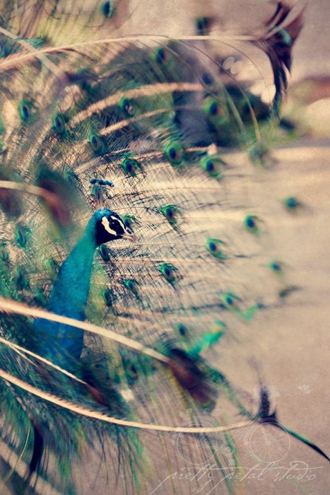 Abstract Fine Art Photograph, Peacock, Feathers, Vintage Tone Texture, Sapphire Blue, Sage Green, Bird Lover, Home Decor,  8x12 Print