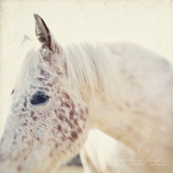 Fine Art Photograph, White Speckled Horse, Freckles, Equestrian Photograph, Horse Lovers, Winter White, Wall Art, Square 8x8 Photo