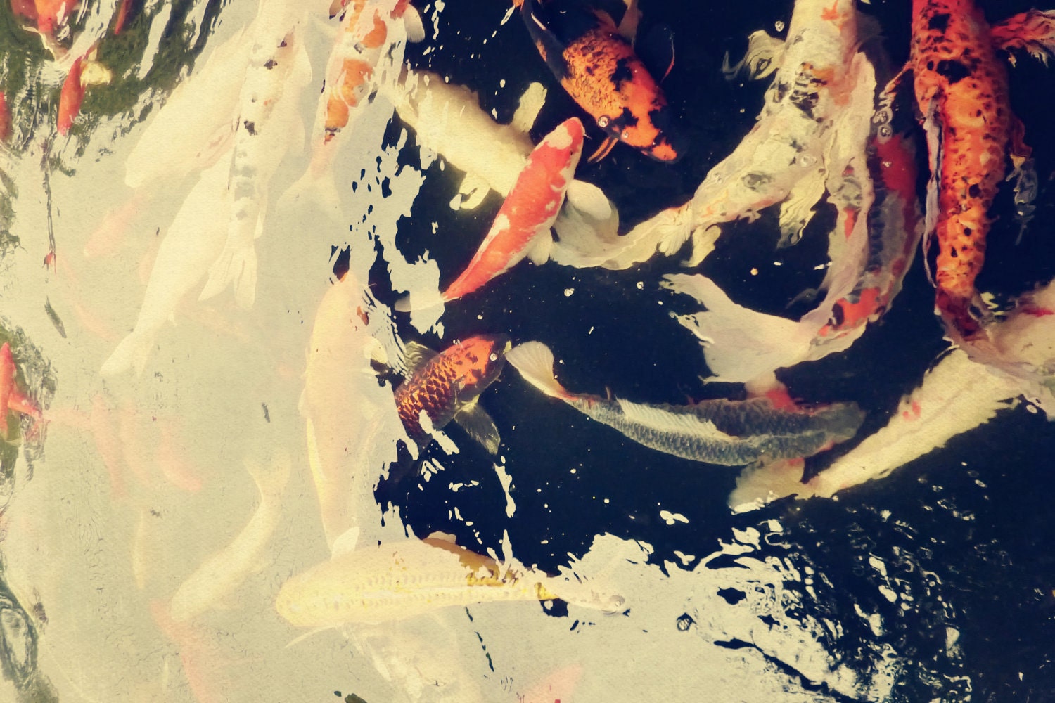 Abstract Fine Art Photograph, Golden Koi Fish,  Orange, Swimming in a Pond, Water, Zen Photo, Yin Yang,  4x6 Print