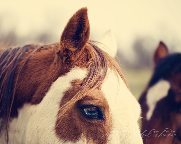 White Brown Horse