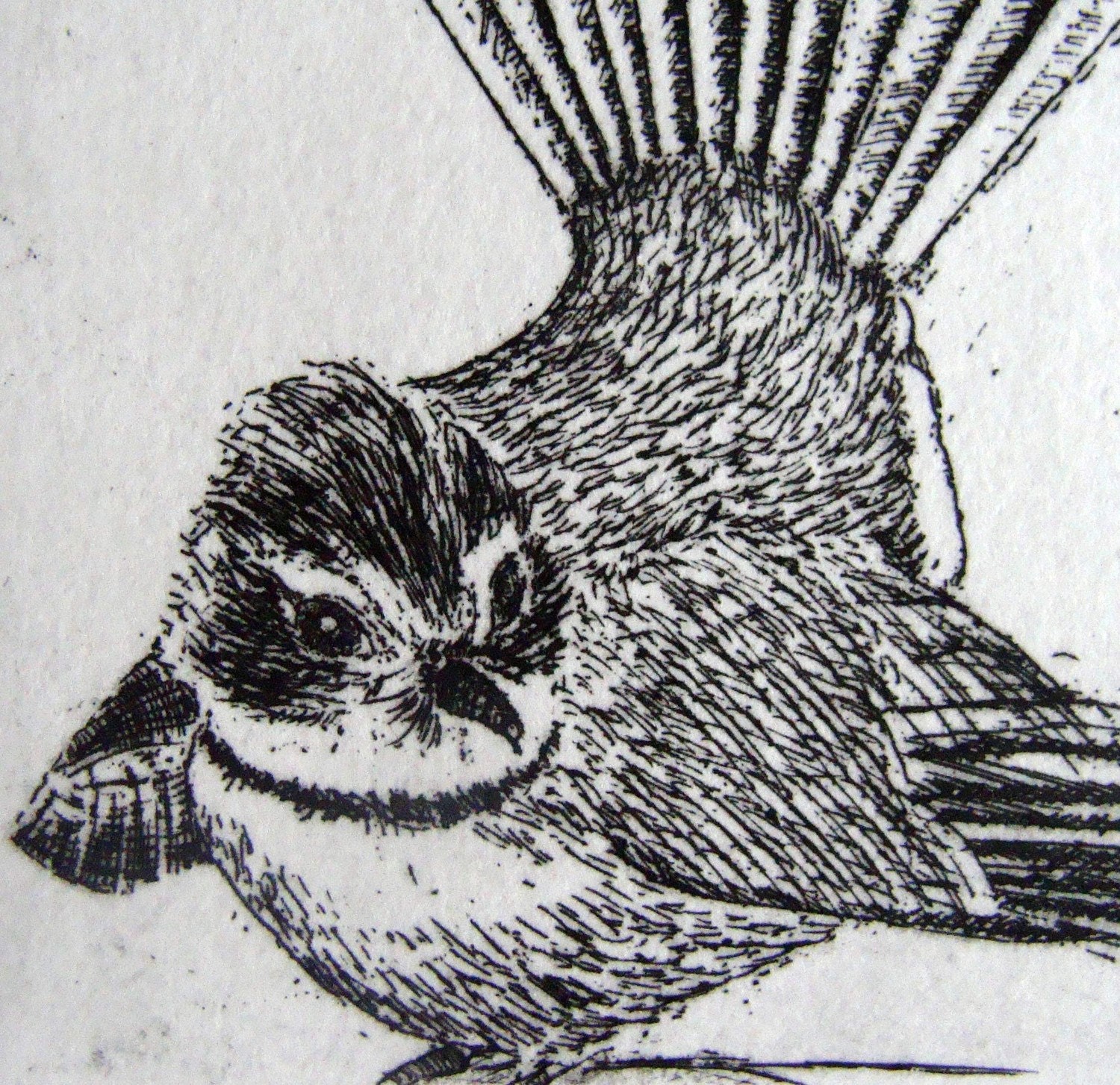Fantail Bird Etching Print