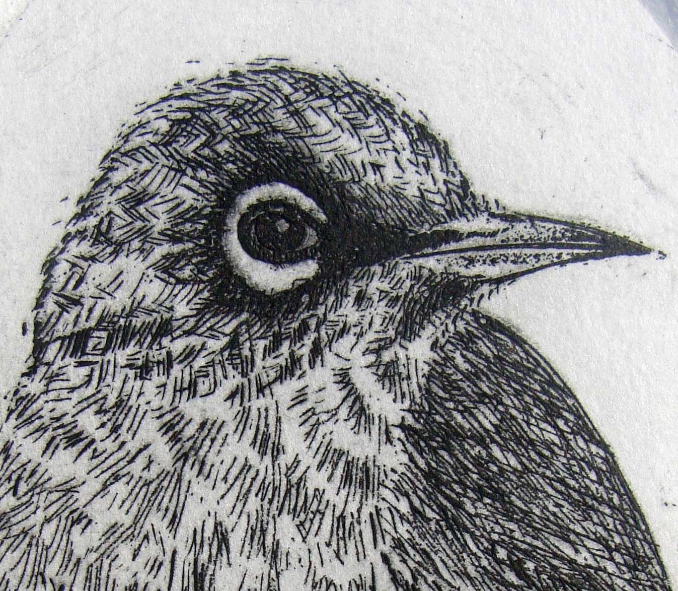 Original Etching, New Zealand bird engraving