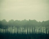 Tree Art Print, Foggy Morning, Misty, Mysterious, Autumn, Fall, Emerald Green Landscape Photograph - Shadows and tall trees