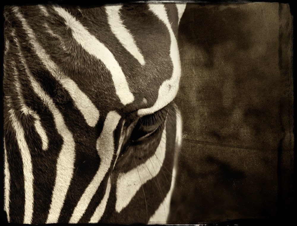 Zebra photograph, Nature Photography, Animal, Sepia, Black and White, Neutral Colors, Stripes, Shapes - Alternating Current