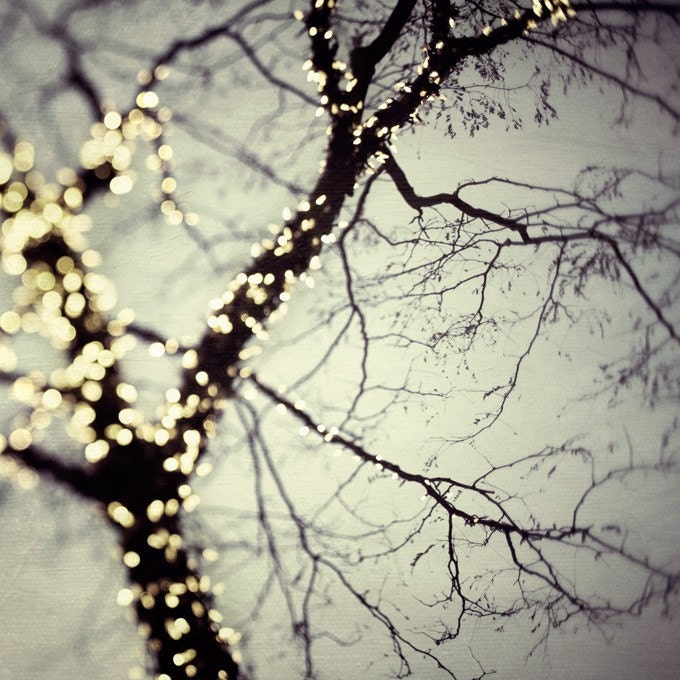 Winter Photography Tree Bare Branches Christmas Home Decor Titanium Grey Silver Lights Enchanted  - On a cold winter night - EyePoetryPhotography