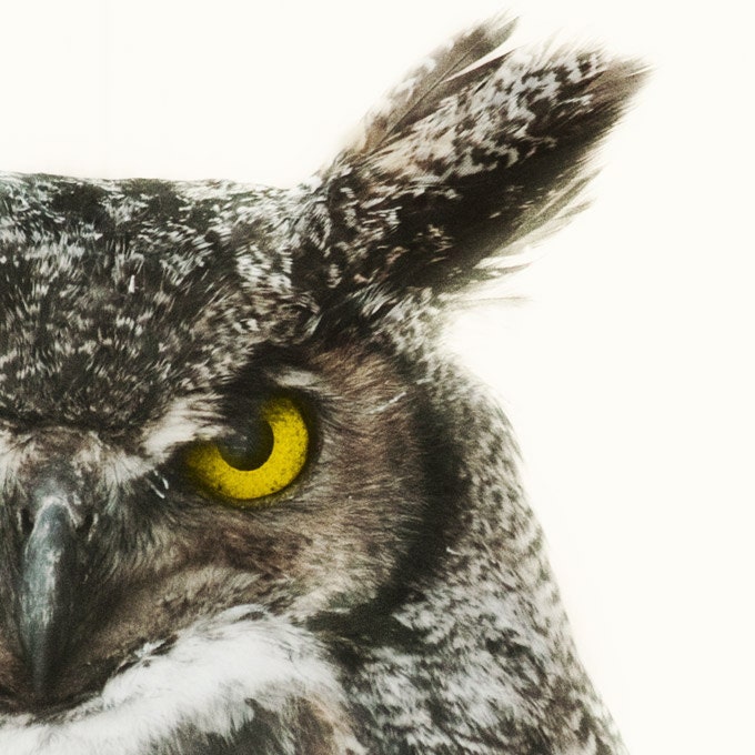 Nature Photography, Great Horned Owl Photograph, Bird, Animal, Feathers, Tribal, Eye, Gold, Yellow - Say It Like You Mean It