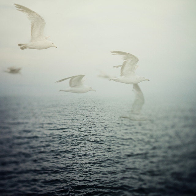 Ocean Art, Birds, Seagulls, Nature Photography, Nautical Art Print, Summer, Misty Navy Blue Sea  - Dreaming is Free - EyePoetryPhotography