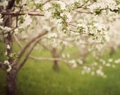 Blossoms in Spring, Tree Photograph, Flowers, Apple Orchard, Bloom, Garden, Nature Photography, Easter - Spring whispers