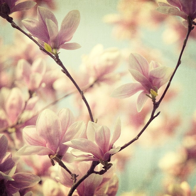 Flower Photography, Magnolia Photograph, Romantic, Nature, Pastels, Spring, Easter, Pink, Blue - Songs without words