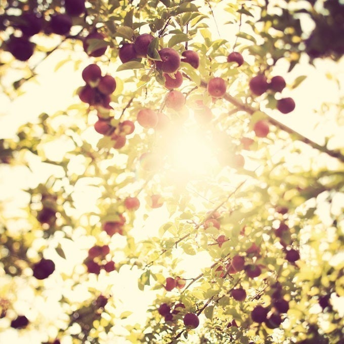Apple Tree Photograph, Autumn, Fall Photography, Trees, Apple Orchard, Sun Flare, Golden Yellow - Under The Apple Tree