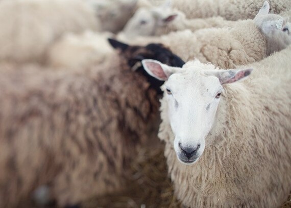 Feeling sheepish - Fine art photograph - Spring, Neutral, Brown, Cute, Rural, Oatmeal, Rustic, Easter