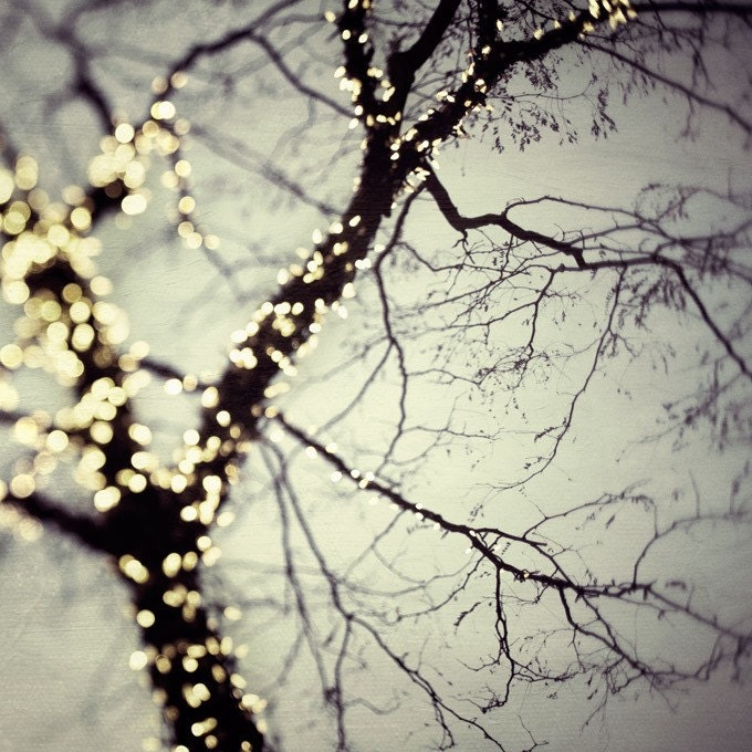 Winter Photography Tree Bare Branches Christmas Home Decor Titanium Grey Silver Lights Enchanted  - On a cold winter night