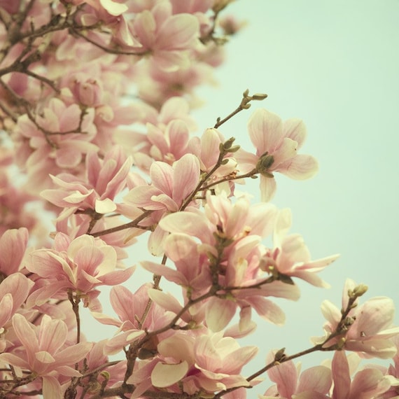 Spring Magnolia Photo in Pastel, Flower photography - Hello Spring - Mother's Day, Blossoms, Tree, Feminine, Pink, Blue