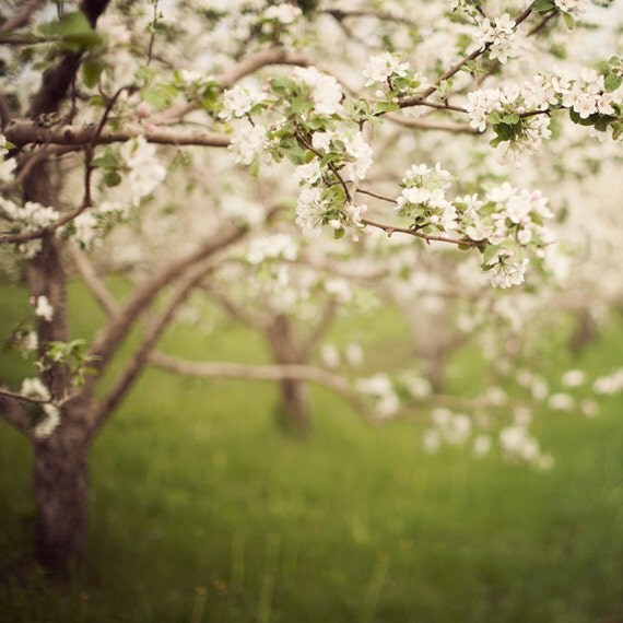 Blossoms in Spring, Tree Photograph, Flowers, Apple Orchard, Bloom, Garden, Nature Photography, Easter - Spring whispers