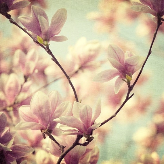 Flower Photography, Magnolia Photograph, Romantic, Nature, Pastels, Spring, Easter, Pink, Blue - Songs without words