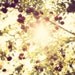Apple Tree Photograph, Autumn, Fall Photography, Trees, Apple Orchard, Sun Flare, Golden Yellow - Under The Apple Tree