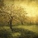 Apple Orchard Photograph, Tree photo, Fine art landscape photograph in autumn colors - Go ask the blossoming trees
