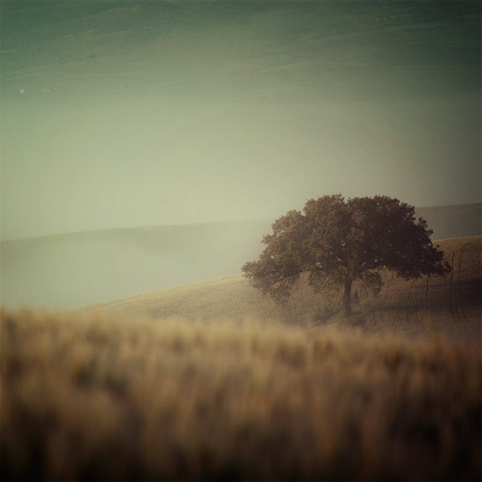 Landscape photo, Tuscany Photograph, Italy, Tree, Fog, Autumn, Fall, Autumn, Fine Art Photography - Spying on a Tree