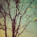 Tree photograph, Winter photography, Lights, Bare Branches, Christmas magic, Green, Yellow - Sparkle and Dance