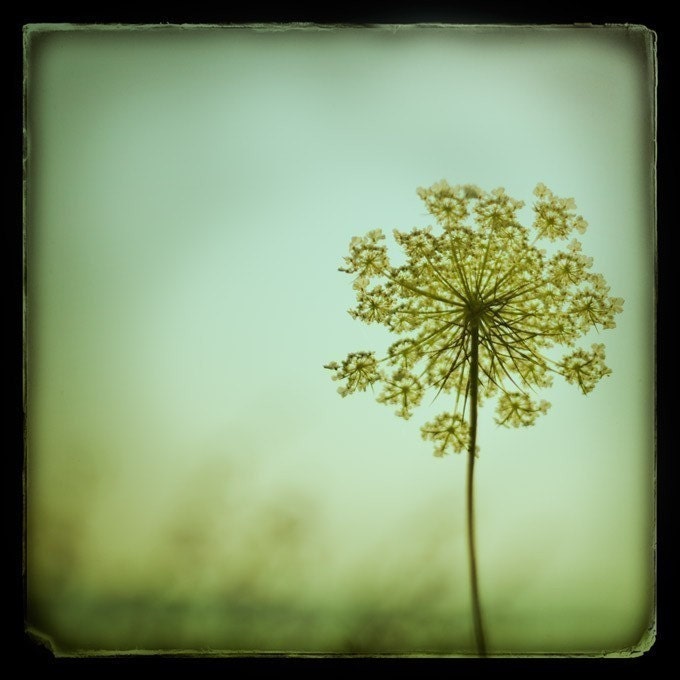 Flower Photography - TTV Flowers Print Set - Botanical Decor, Vintage Style Wall Decor, Pastel, Spring Floral Collection, Feminine, Romantic