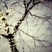 Christmas Lights, Winter Photography, Bare Trees, Blue Green Grey Silver, Four Fine Art Prints  - Night Lights