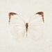 Wings - Butterfly Photography, Nature Photograph, Four 5x5 fine art prints in neutral beige and brown, Spring, White