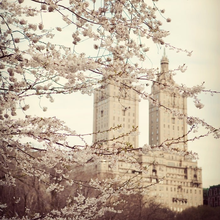 New York City photo - When spring came to town - Tree blossoms in NYC, Central Park - Travel photograph