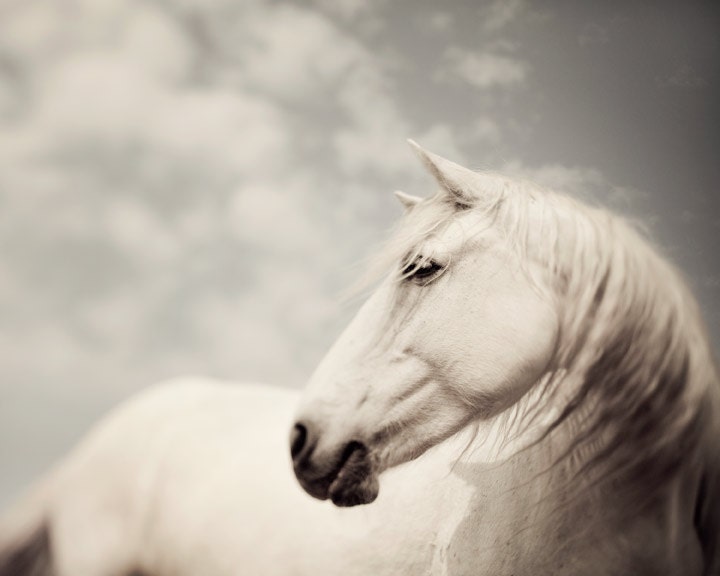 Horse Photography Art Nature Photograph White Animal Camargue Fine Art Print in Pastel Spring Fairytale Dreamy - Wild is the Wind