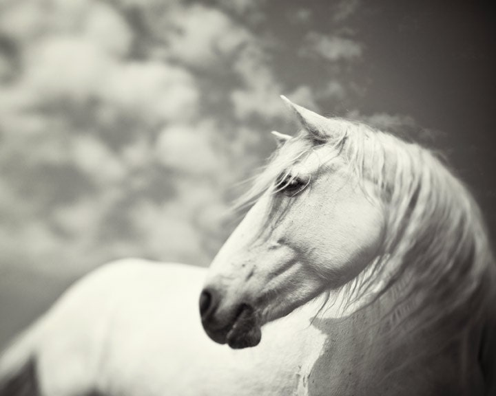 Horse Photography Art Nature Photograph White Animal Camargue Fine Art Print in Pastel Spring Fairytale Dreamy - Wild is the Wind