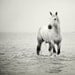 White Horse, Nature Photography, Horse Art, Animal, Water, Wildlife Art Print, Summer, Neutral, Minimal Wall Art - A Heart So White