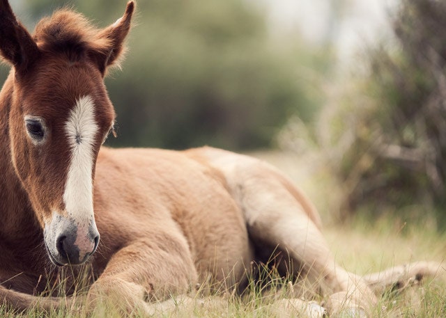Horse Photos, Nursery Wall Art, Child's Room Decor, Nature Photography, Cute, Foal, Rustic, Spring, Farm - The Foal