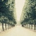 Paris Photograph, Luxembourg Garden, Row of Trees, Spring Emerald Green, Nature, Dreamy Travel Photography - Parks and Recreation