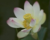 Lotus blur art   8x10